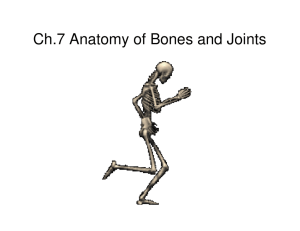 Ch.7 Anatomy of Bones and Joints - South Tech