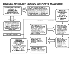 Neuronal and Synaptic transmission