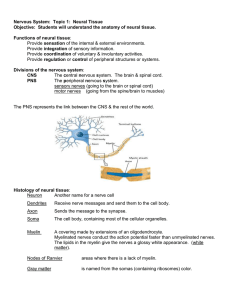 Nervous System: Topic 1: Neural Tissue Objective: Students will