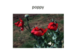 poppy