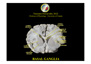 basal ganglia