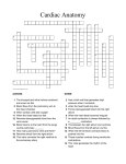 Cardiac Anatomy
