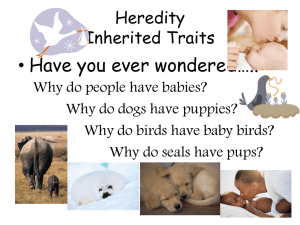 Heredity Inherited Traits - Saint Mary Catholic School