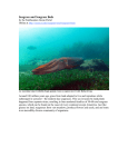 Seagrass and Seagrass Beds