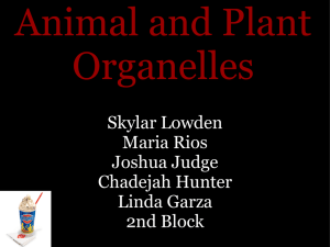 Animal and Plant Organelles