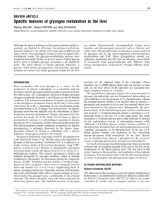 Specific features of glycogen metabolism in the liver