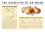 amino acid sulfoxides