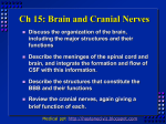 Ch 15: Brain and Cranial Nerves Discuss the organization of the