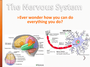 The Nervous System - Appoquinimink High School