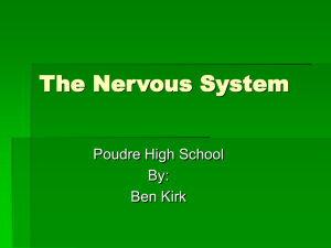 Nervous_System