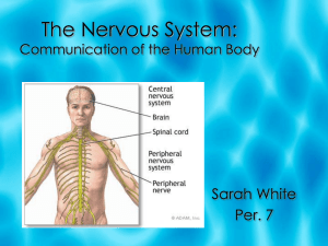 The Nervous System