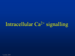 Calcium/calmodulin-dependent protein kinase II