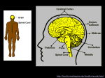 neuro1