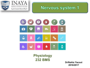 Peripheral nervous system