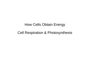 How Cells Obtain Energy Cell Respiration