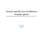 Human specific loss of olfactory receptor genes