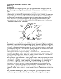 Genetics Lab: Monohybrid Crosses in Yeast