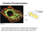 mitochondria