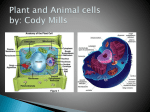 Plant and Animal cells by: Cody Mills