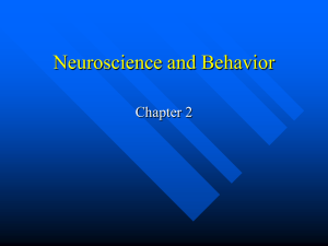 Chapter 2: Neuroscience