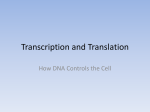 Transcription and Translation