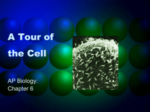 A Tour of the Cell