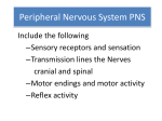 Peripheral Nervous System PNS