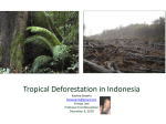 Tropical Deforestation in Indonesia Katrina Severin katseverin