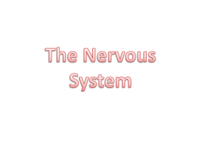 Central Nervous System