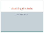 Studying the Brain