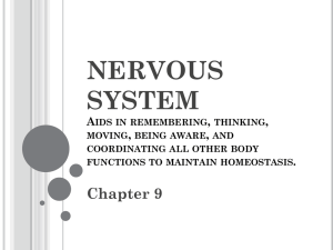 Nervous System Notes File