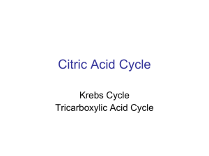 Citric Acid Cycle