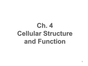 Chapter 4 Powerpoint (Cellular Structure and