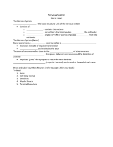 Nervous system notes - FISD Teacher Web Sites