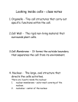 Organelle/ Tiny cell structures that carry out specific functions within