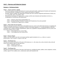 Unit 1 – Nervous and Endocrine System