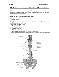 27: Protection and Support of the Central Nervous System