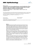 Comparison of an immortalized human corneal epithelial cell line