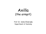 SO_CYPRUS_14_15_axilla_brachial_plexus_used_26