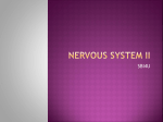 Nervous System II