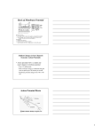 Basis of Membrane Potential Action Potential Movie