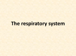 The respiratory system Respiration