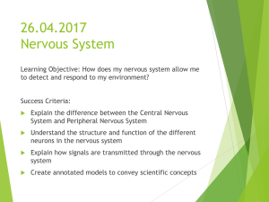 Nervous system