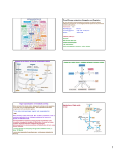 Energy metabolism