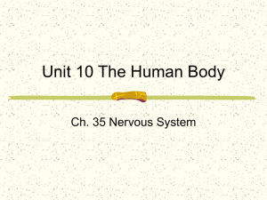 Ch. 35 Nervous System ppt - Jamestown Public Schools