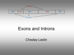 Exons and Introns