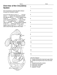 Blood Flow Labeling