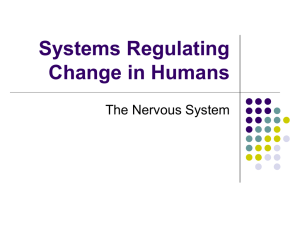 Nervous System - Calgary Christian School