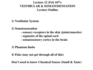 The Mechanical Senses: Vestibular and Somatosensation