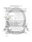 CRANIAL NERVE III CILIARY GANGLION